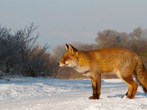 Preview wallpaper fox, snow, walk, hunting