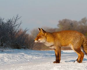 Preview wallpaper fox, snow, walk, hunting