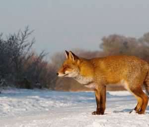 Preview wallpaper fox, snow, walk, hunting