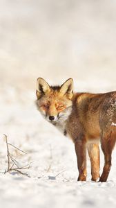 Preview wallpaper fox, snow, walk, look, branches, winter