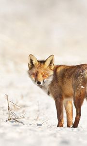 Preview wallpaper fox, snow, walk, look, branches, winter