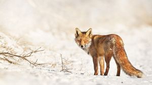 Preview wallpaper fox, snow, walk, look, branches, winter