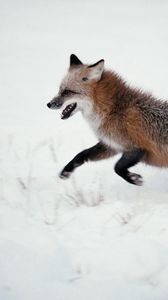 Preview wallpaper fox, snow, walk, run