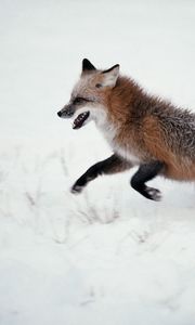 Preview wallpaper fox, snow, walk, run