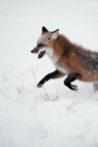 Preview wallpaper fox, snow, walk, run