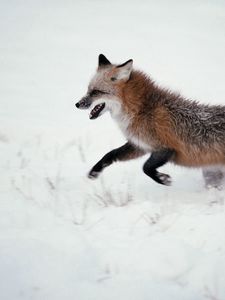 Preview wallpaper fox, snow, walk, run