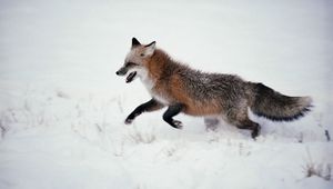 Preview wallpaper fox, snow, walk, run