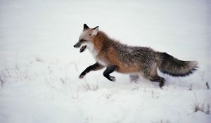 Preview wallpaper fox, snow, walk, run