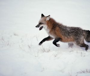 Preview wallpaper fox, snow, walk, run
