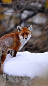 Preview wallpaper fox, snow, walking, animal