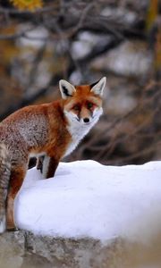 Preview wallpaper fox, snow, walking, animal