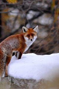 Preview wallpaper fox, snow, walking, animal