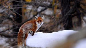 Preview wallpaper fox, snow, walking, animal