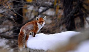 Preview wallpaper fox, snow, walking, animal