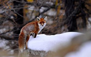 Preview wallpaper fox, snow, walking, animal