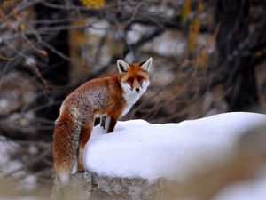 Preview wallpaper fox, snow, walking, animal