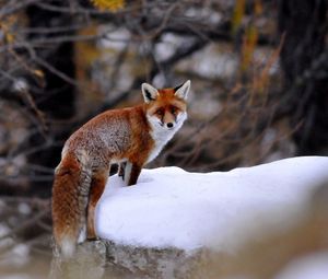 Preview wallpaper fox, snow, walking, animal