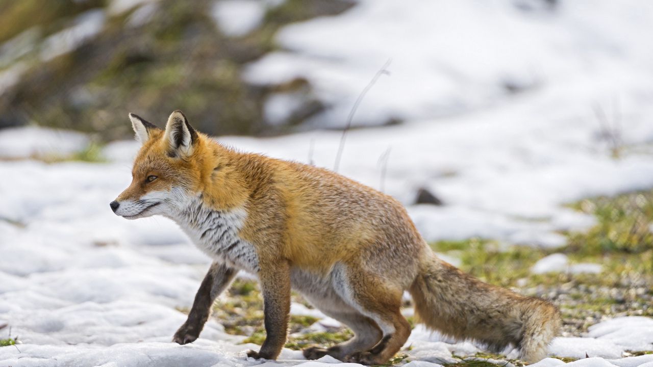 Wallpaper fox, snow, walking, hunting