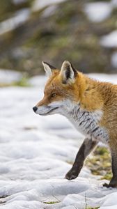 Preview wallpaper fox, snow, walking, hunting