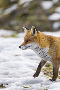 Preview wallpaper fox, snow, walking, hunting