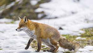 Preview wallpaper fox, snow, walking, hunting