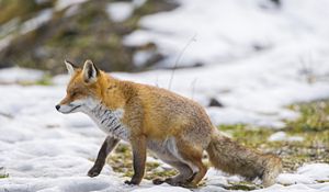 Preview wallpaper fox, snow, walking, hunting