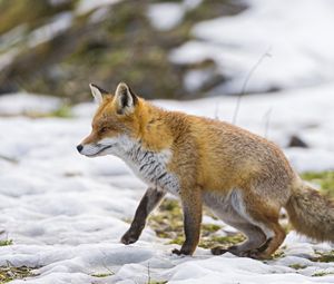 Preview wallpaper fox, snow, walking, hunting