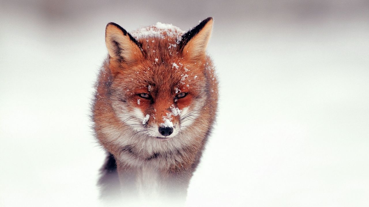 Wallpaper fox, snow, wind, walking, hunting