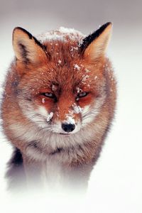 Preview wallpaper fox, snow, wind, walking, hunting