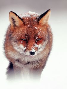 Preview wallpaper fox, snow, wind, walking, hunting