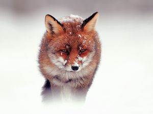 Preview wallpaper fox, snow, wind, walking, hunting