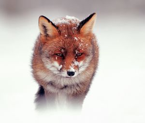 Preview wallpaper fox, snow, wind, walking, hunting