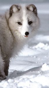 Preview wallpaper fox, snow, winter