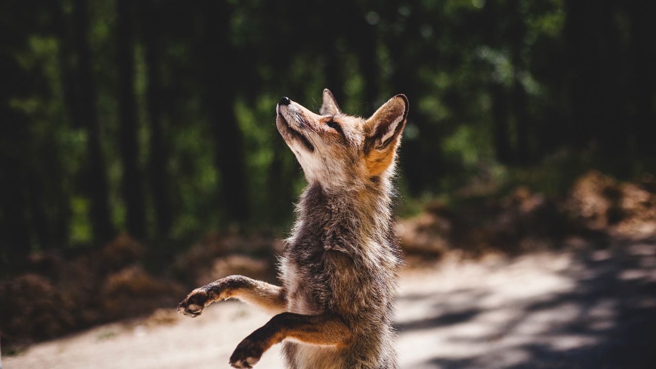 Wallpaper fox, standing, predator