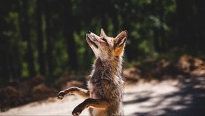 Preview wallpaper fox, standing, predator