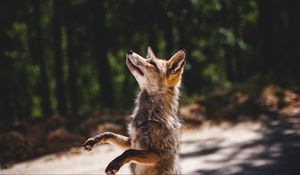 Preview wallpaper fox, standing, predator