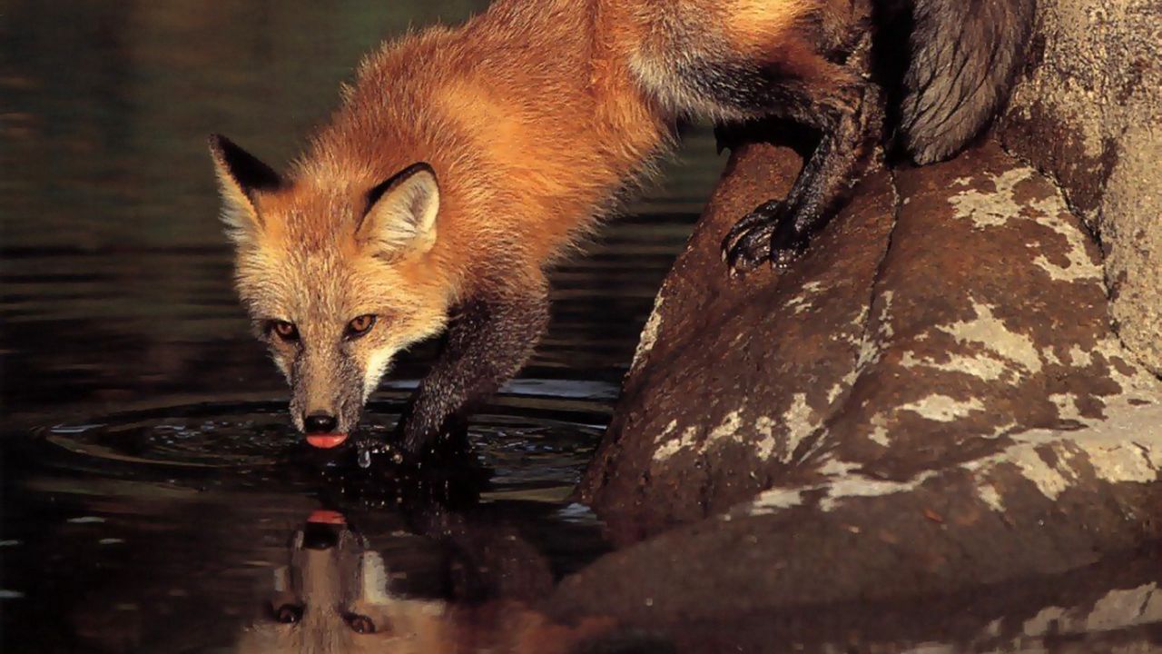 Wallpaper fox, stone, water, drinking