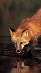 Preview wallpaper fox, stone, water, drinking