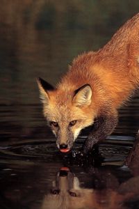 Preview wallpaper fox, stone, water, drinking