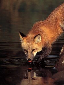 Preview wallpaper fox, stone, water, drinking