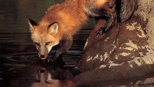 Preview wallpaper fox, stone, water, drinking