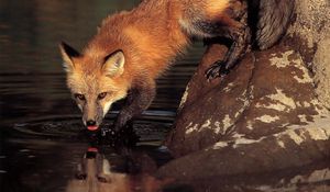 Preview wallpaper fox, stone, water, drinking