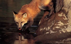 Preview wallpaper fox, stone, water, drinking