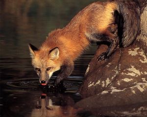 Preview wallpaper fox, stone, water, drinking