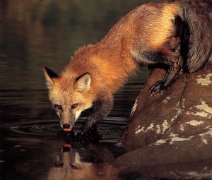 Preview wallpaper fox, stone, water, drinking