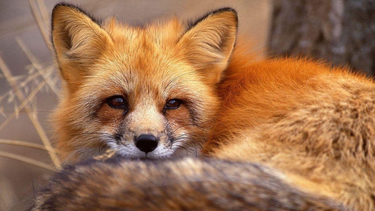 Wallpaper fox, tail, down, fur, holiday