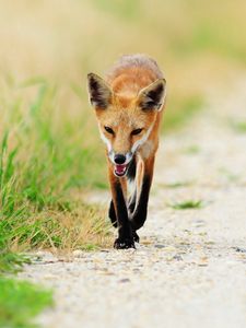 Preview wallpaper fox, thin, grass, sick, unhappy