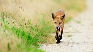 Preview wallpaper fox, thin, grass, sick, unhappy