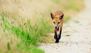 Preview wallpaper fox, thin, grass, sick, unhappy