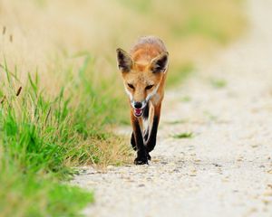 Preview wallpaper fox, thin, grass, sick, unhappy